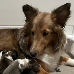 Shetland Sheepdogs from Rollinghills Breeders
