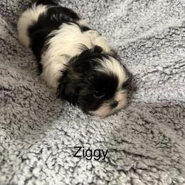 Ziggy - Black gold and white male Shih Tzu puppy in Jasper, Indiana from Jacob’s Spoiled Shih Tzu