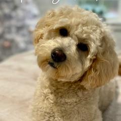 Bernedoodles and Goldendoodles from Point Breeze Doodles, LLC