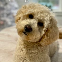 Bernedoodles and Goldendoodles from Point Breeze Doodles, LLC