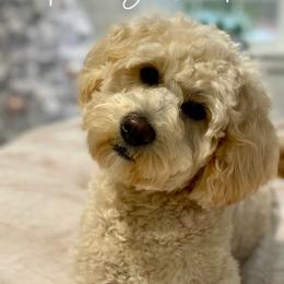 Bernedoodles and Goldendoodles from Point Breeze Doodles, LLC