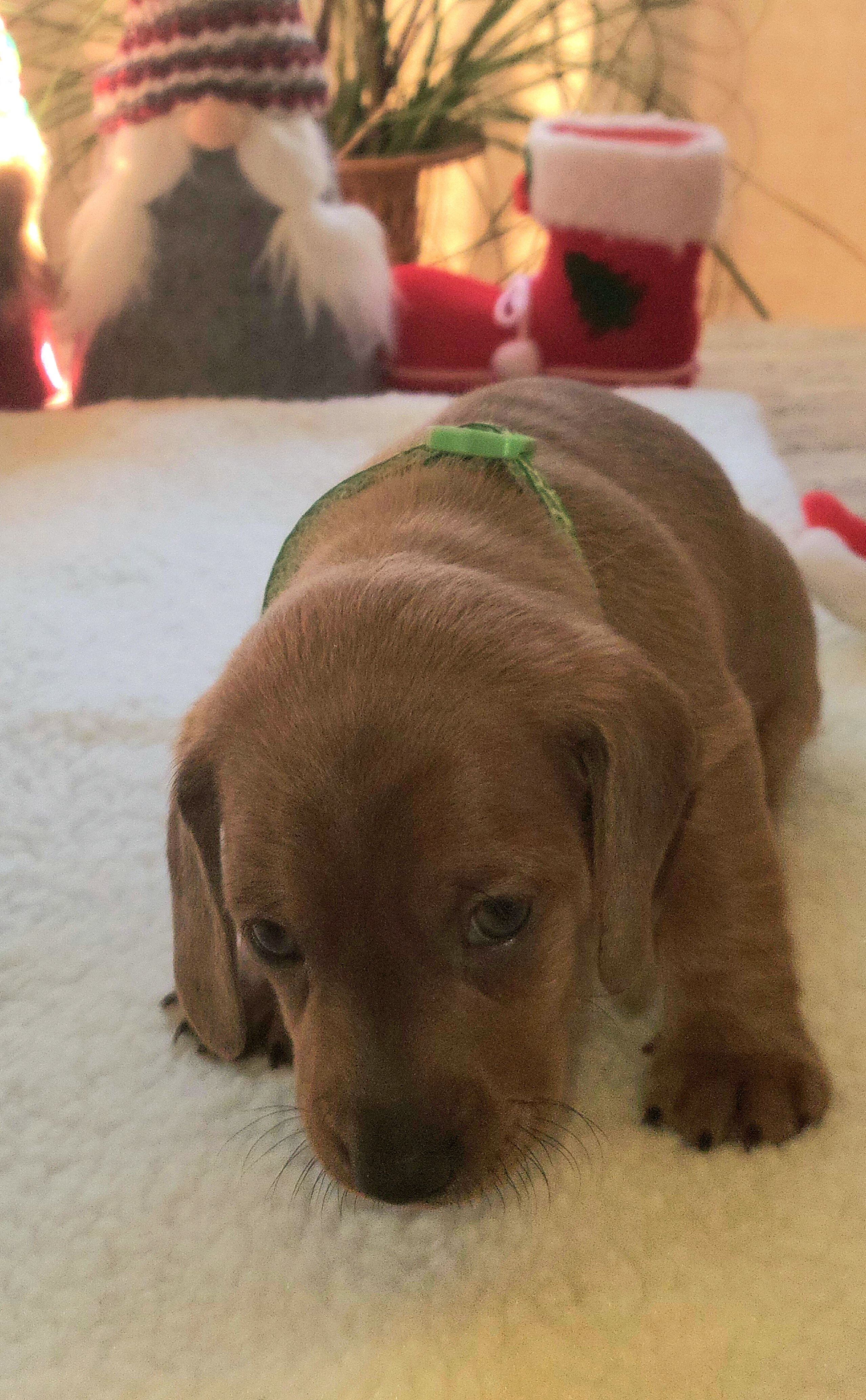 Dachshund Puppies from Evie's Mini Smooth Doxie Ranch