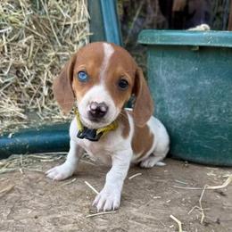 Puppy 6 - Red male Dachshund puppy in Riverside, California from Saddle Up Dachshunds