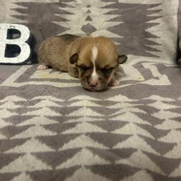 Hotshot Tail intact - Red male Pembroke Welsh Corgi puppy in Maupin, Oregon from Bailey Nannini