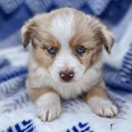 Miniature Australian Shepherds and Toy Australian Shepherds from SF Toy & Miniature Aussie’s