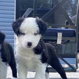 "snoopy" - Black & white Australian Shepherd puppy in Palmer, Massachusetts from Lil' Blue Blessings