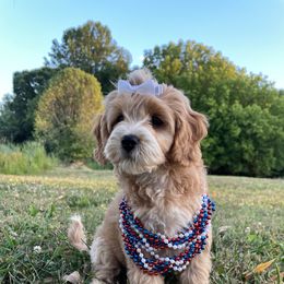 Goldendoodle Puppies from Deerly Doodles