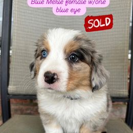 Companion Cross, Miniature Australian Shepherd, and Pembroke Welsh Corgi Puppies from JOY Farms