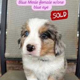 Companion Cross, Miniature Australian Shepherd, and Pembroke Welsh Corgi Puppies from JOY Farms