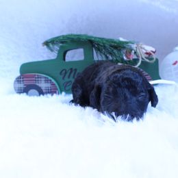 Dunkin - Black male Goldendoodle puppy in Arlington, Texas from Chambers Doodle Patch