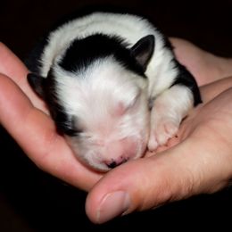 Marshmellow - Black tri-color female Australian Shepherd puppy in Belton, Texas from Brilliant Beautiful Australian Shepherds