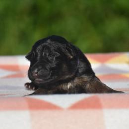 Purple collar Female - Black and red female German Shepherd puppy in Marianna, Florida from Haus M Godwin