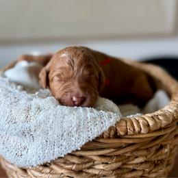 Harmony red collar - Red  female Goldendoodle puppy in Queen Creek, Arizona from Sunny Doodles