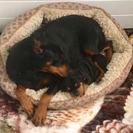 German Pinscher and Havanese Puppies from Iron Heart Kennels