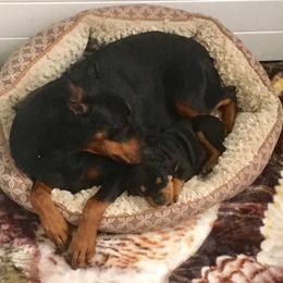German Pinscher and Havanese Puppies from Iron Heart Kennels