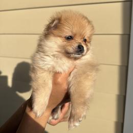 French Toast AKC - Orange sable female Pomeranian puppy in Hampton, Virginia from Hearts Of Love