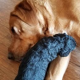 Goldendoodles and Poodles from Rocking j doodles