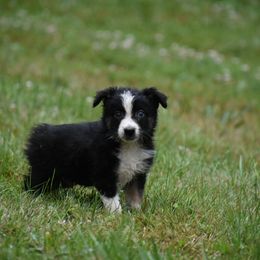 Brahma - Black & white Australian Shepherd puppy in Fairmont, West Virginia from Country Roads Australian Shepherds