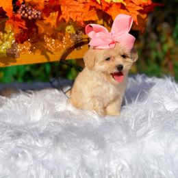 Peaches - Merle female Shihpoo puppy in North Carolina from NC Doodle Puppies