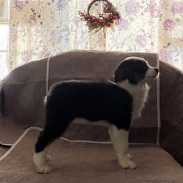 Lady - Black tri female Miniature American Shepherd puppy in Garysburg, North Carolina from Schaefer's Miniature American Shepherds
