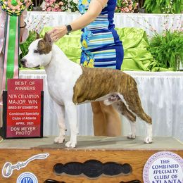 Rocker - American Staffordshire Terrier