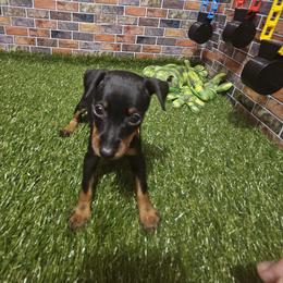 Amelia - Black and tan female Miniature Pinscher puppy in Baton Rouge, Louisiana from Pike's Pups