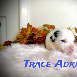 Trace adkins - Blue merle male Miniature Australian Shepherd puppy in Lubbock, Texas from Baby Storm Kennels