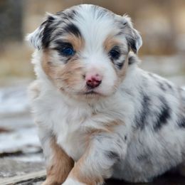 BMF-2 - Blue merle female Miniature American Shepherd puppy in Baker City, Oregon from Back Country Aussies