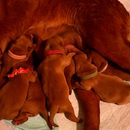 Anna - Yellow female Labrador Retriever puppy in Carlsbad, New Mexico from ECMO Farm Dalmatians & Labrador Retrievers