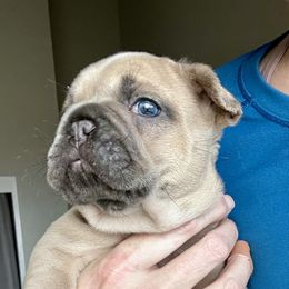 French Bulldog Puppies from Upcountry Frenchies