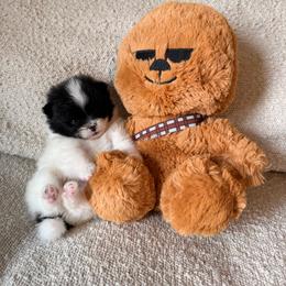 Finn - Black parti male Pomeranian puppy in New Plymouth, Idaho from Pawdawan Poms