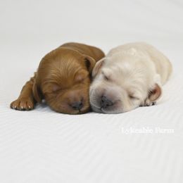 Goldendoodle Puppies from Lykeable Farms
