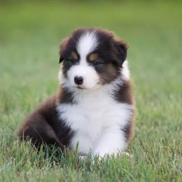 Bass - Black tri-color male Australian Shepherd puppy in Stephenville, Texas from Diamond H Aussies