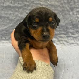 Jax - Black and rust male Miniature Pinscher puppy in Lancaster, Missouri from White Stone Ranch