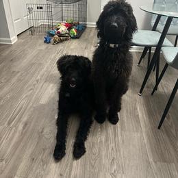 Dachshund, Labradoodle, and Labrador Retriever All Grown Up from Muddy Bay Kennels