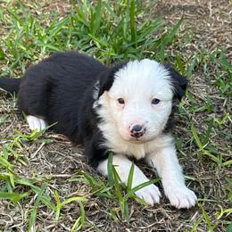 Sua - Black and white female Border Collie puppy in Mckinney, Texas from Border Collies of Ruidoso