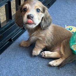 Blue Shaded Cream Girl - Gray (blue) and cream female Dachshund puppy in Belfair, Washington from CreekSide Mini Doxies