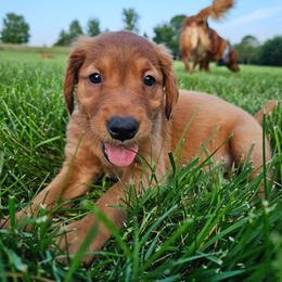 Light Blue Girl - Dark golden female Golden Retriever puppy in Elk River, Minnesota from Meadow Creek Goldens