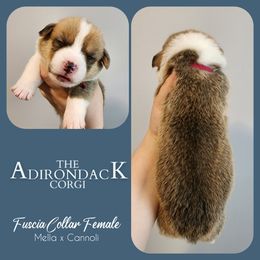 Fuscia Collar - Sable female Pembroke Welsh Corgi puppy in Warrensburg, New York from The Adirondack Corgi