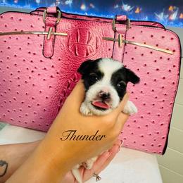 Thunder - Black & tan tri-color male Morkie puppy in Deltona, Florida from Pink Purse Designer Breeds