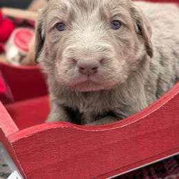 Blitzen - female Long Haired Weimaraner puppy in Evart, Michigan from Drehbar Weimaraners
