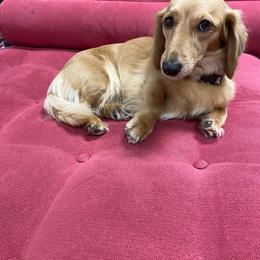 Pearl - Dachshund