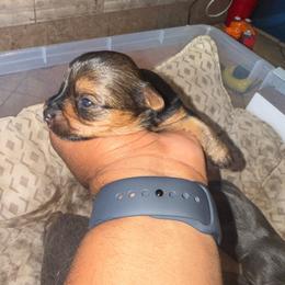Boy 2 - Black and tan male Yorkshire Terrier puppy in Pomona, California from Lunio's Yorkies