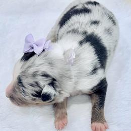 Purple collar - Blue merle female Aussiedoodle puppy in 32046, Florida from River Hill Ranch