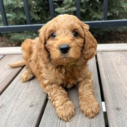 Sid - Red  male Goldendoodle puppy in Sugar City, Idaho from Idaho Sugar Doodle Pups