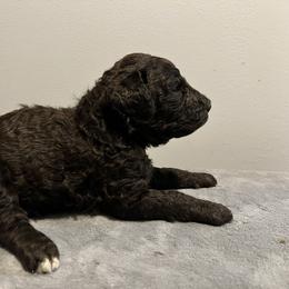 Dallas - Cafe au lait female Poodle puppy in Atlanta, Georgia from Syren House Doodles & Poodles