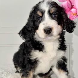 Violet - Tri-color female Bernedoodle puppy in Beecher, Illinois from Erica’s Doodles