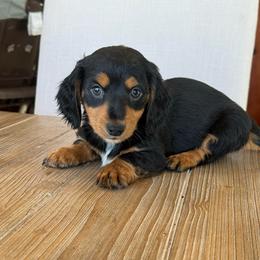 Isaac - Black and tan male Dachshund puppy in Hawley, Texas from Foxy’s Dachshunds & Toy Aussies