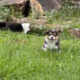 Pembroke Welsh Corgi Puppies from Sherwood Acres Pembrokes