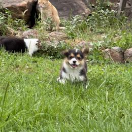 Pembroke Welsh Corgi Puppies from Sherwood Acres Pembrokes
